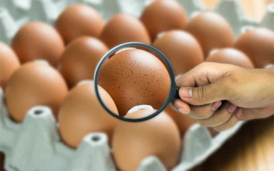 Prevención de la salmonelosis