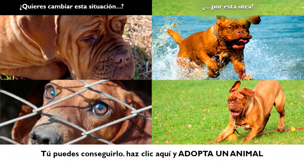 Adopta una animal