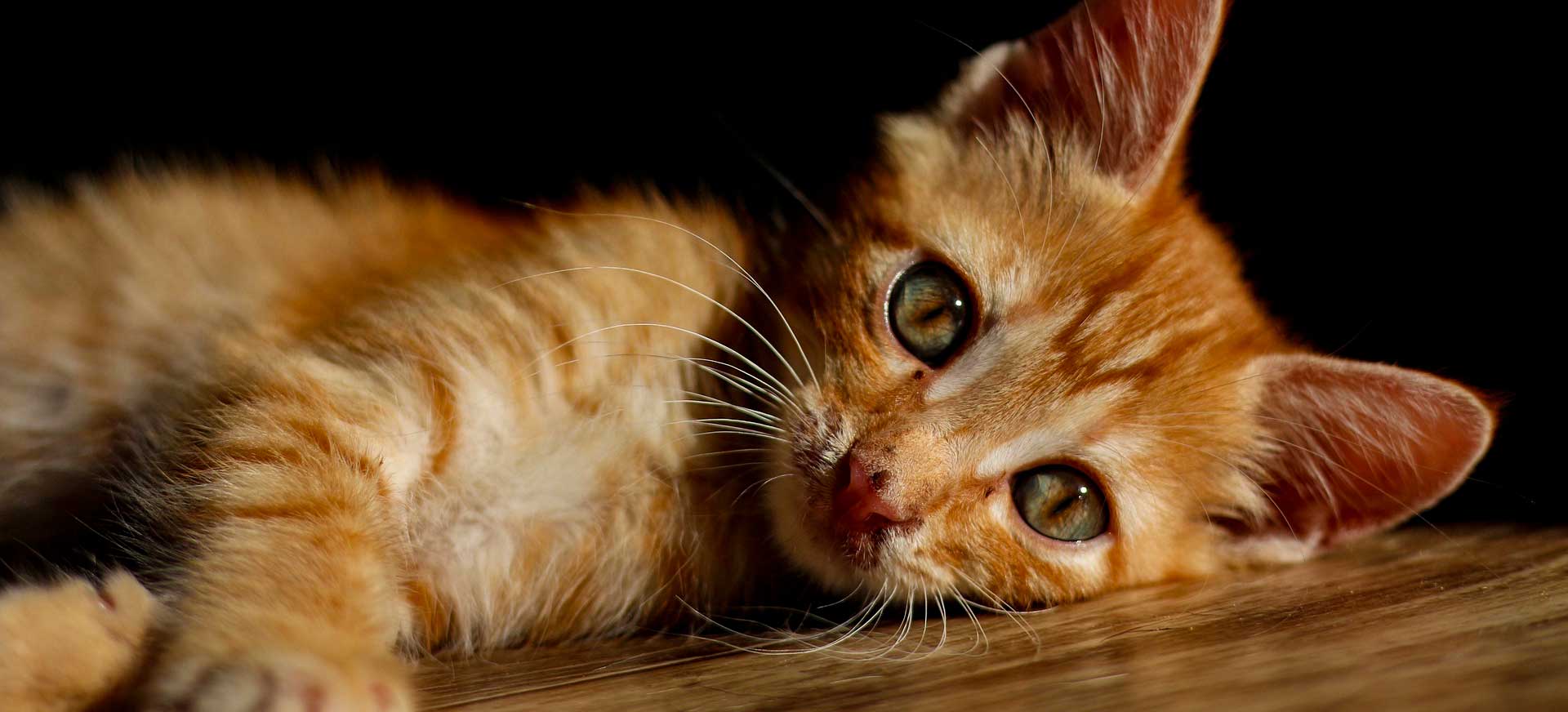 banner_Adoptante_gatos