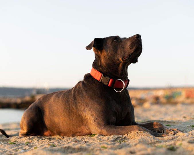 potencialmente_peligroso_ok