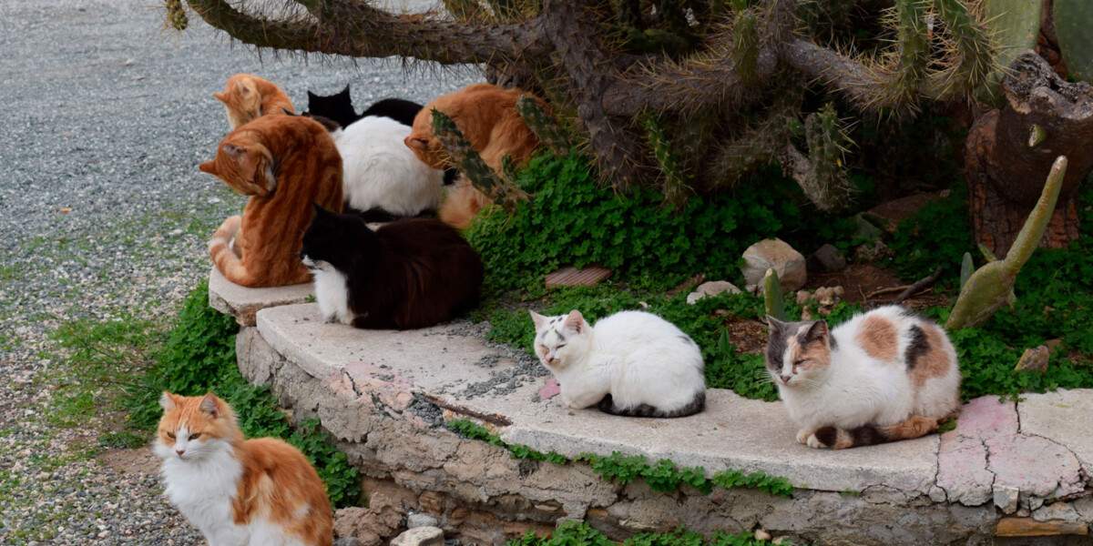 Curso Presencial en Buenas Prácticas de Gestión de Colonias Felinas