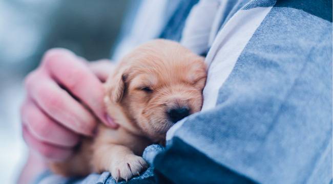 banner_bienestar_animal