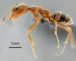 Hormiga argentina