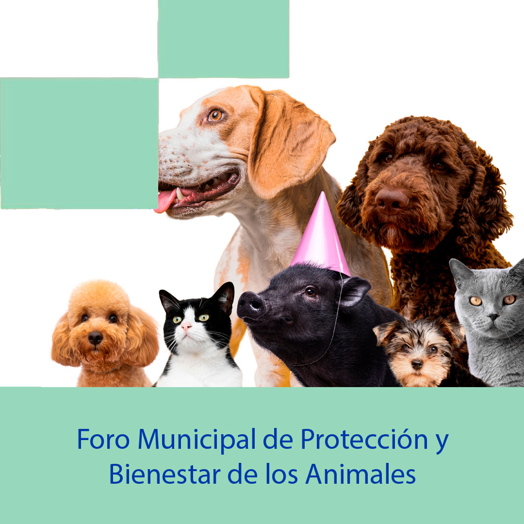 banner_foro_animalesok